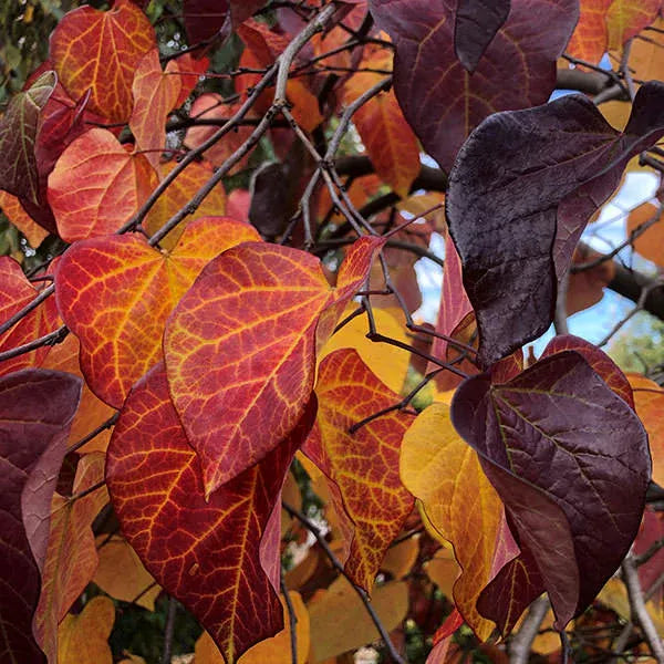Cercis Canadensis Ruby Falls Single Stem - View 17 from www redcrocus com