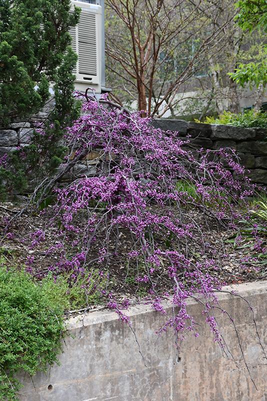 Cercis Canadensis Ruby Falls Single Stem - View 18 from www redcrocus com
