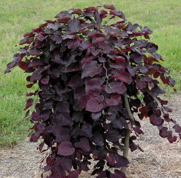 Cercis Canadensis Ruby Falls Single Stem - View 19 from www redcrocus com