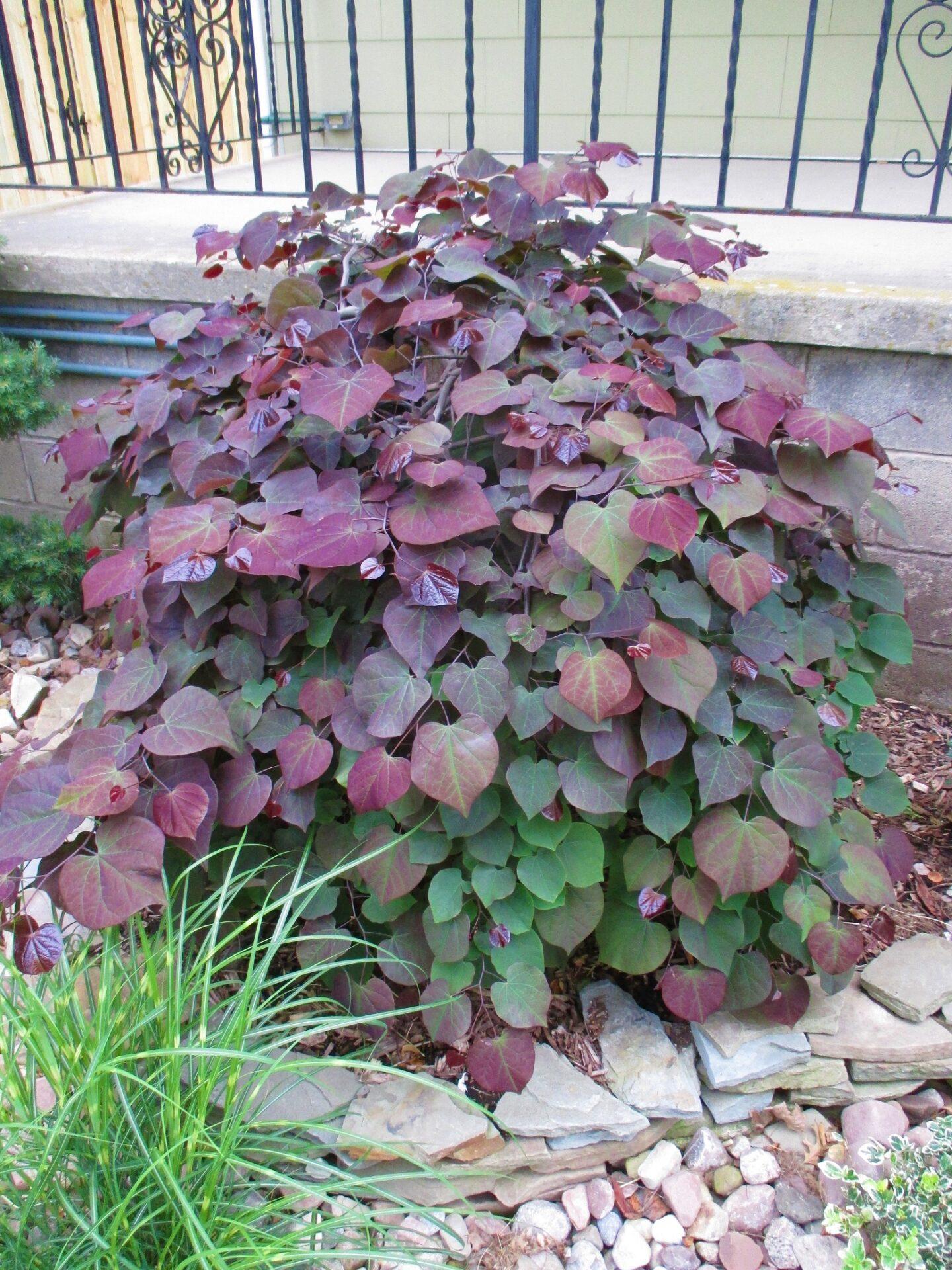 Cercis Canadensis Ruby Falls Single Stem - View 1 from www redcrocus com