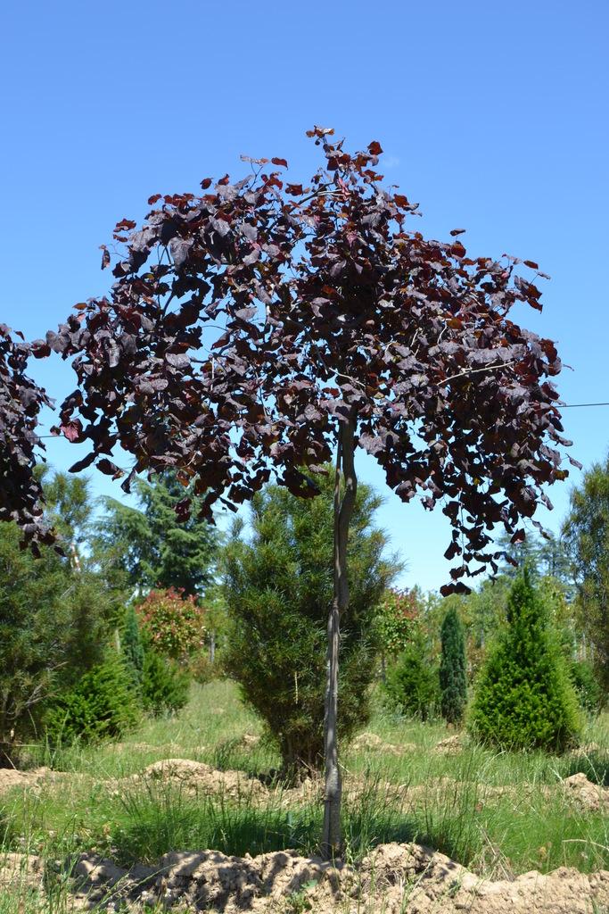 Cercis Canadensis Ruby Falls Single Stem - View 20 from www redcrocus com