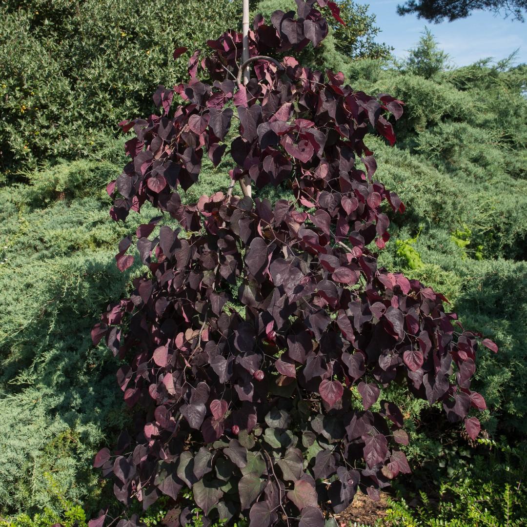 Cercis Canadensis Ruby Falls Single Stem - View 2 from www redcrocus com
