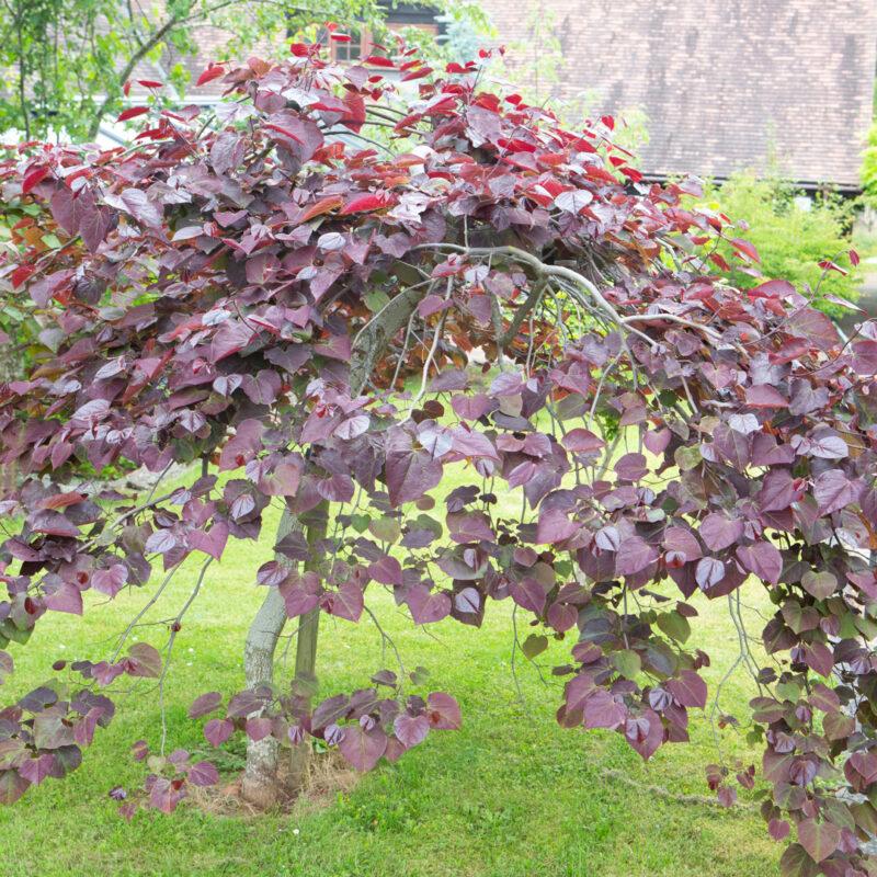 Cercis Canadensis Ruby Falls Single Stem - View 3 from www redcrocus com