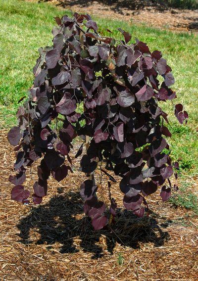 Cercis Canadensis Ruby Falls Single Stem - View 4 from www redcrocus com
