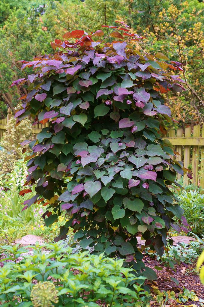 Cercis Canadensis Ruby Falls Single Stem - View 5 from www redcrocus com