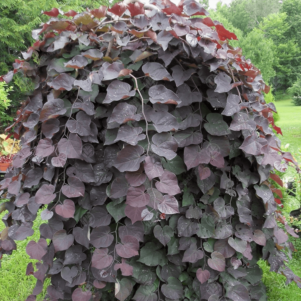 Cercis Canadensis Ruby Falls Single Stem - View 7 from www redcrocus com