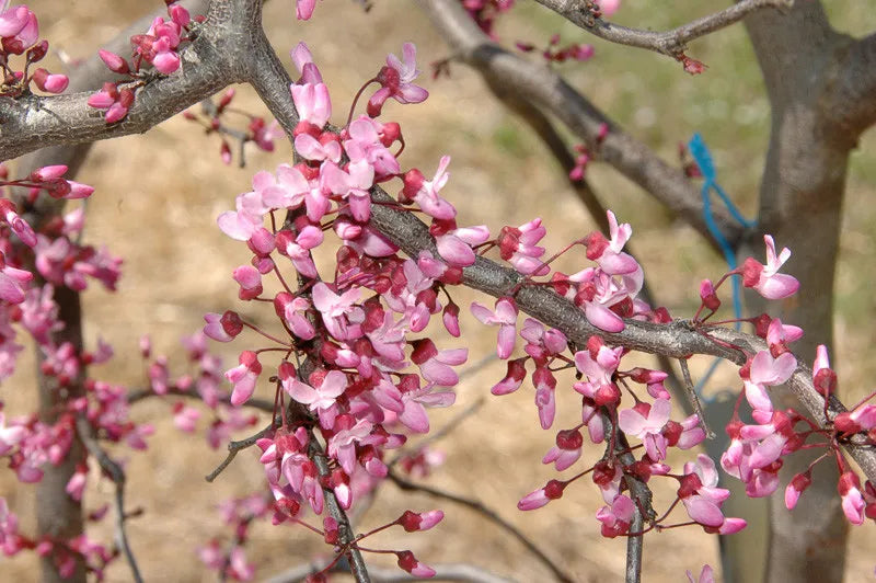 Cercis Canadensis Ruby Falls Single Stem - View 7 from www redcrocus com