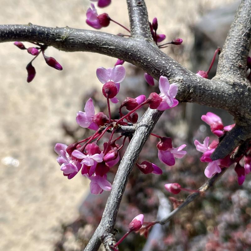 Cercis Canadensis Ruby Falls Single Stem - View 8 from www redcrocus com