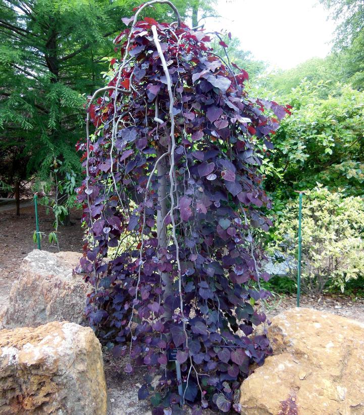 Cercis Canadensis Ruby Falls Single Stem - View 9 from www redcrocus com