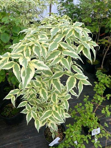 Cornus Kousa Summer Fun Single Stem - View 12 from www redcrocus com