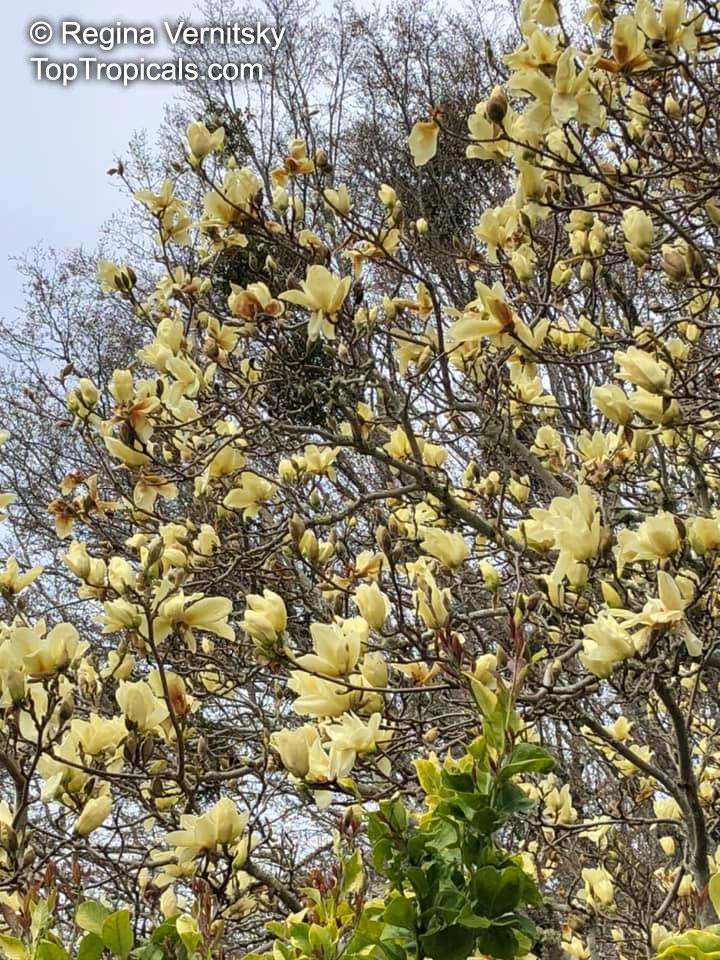Magnolia Acuminata Elizabeth Single Stem - View 10 from www redcrocus com