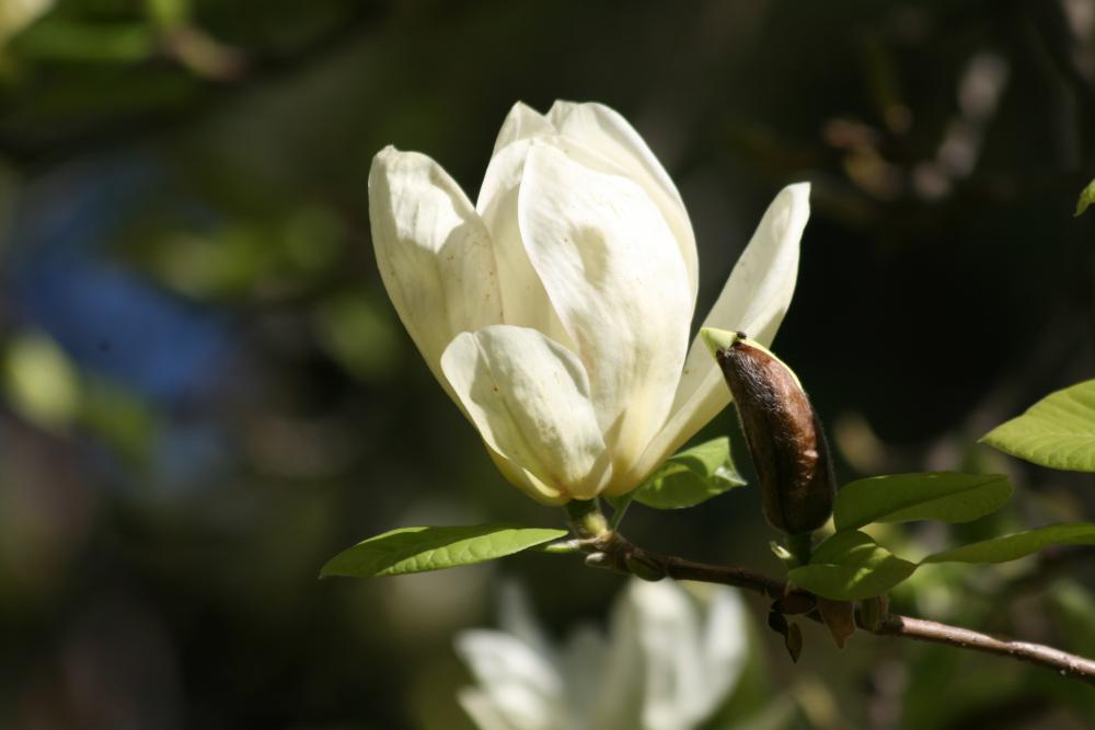 Magnolia Acuminata Elizabeth Single Stem - View 11 from www redcrocus com