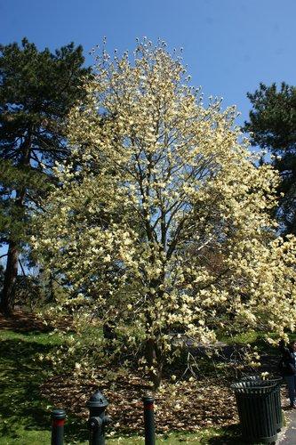 Magnolia Acuminata Elizabeth Single Stem - View 12 from www redcrocus com