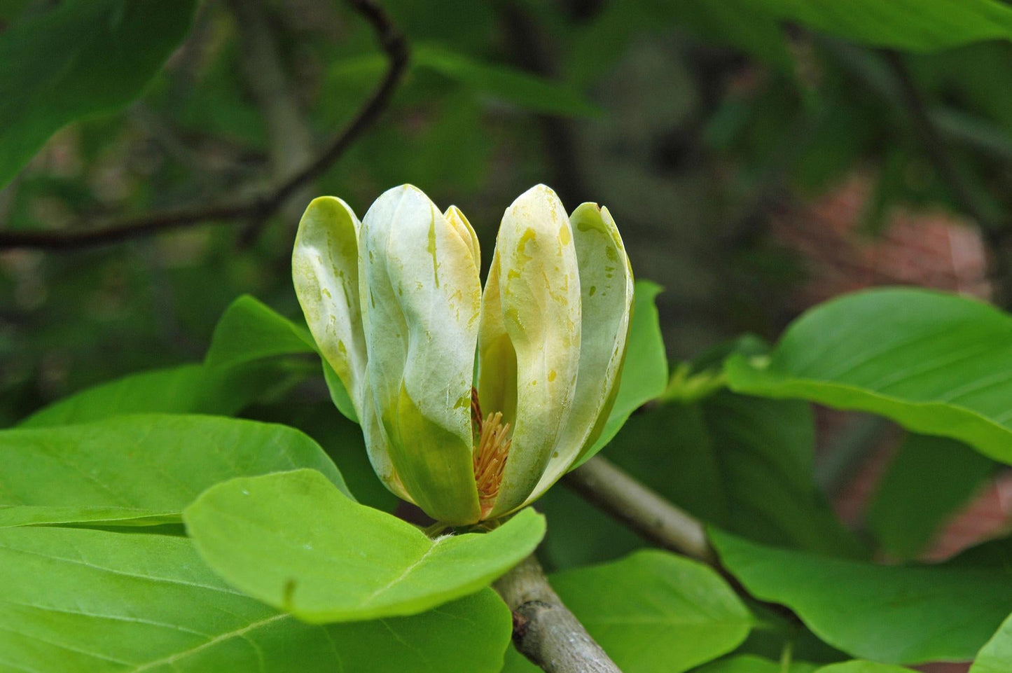 Magnolia Acuminata Elizabeth Single Stem - View 13 from www redcrocus com