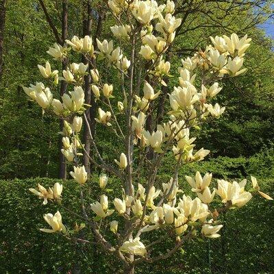Magnolia Acuminata Elizabeth Single Stem - View 14 from www redcrocus com
