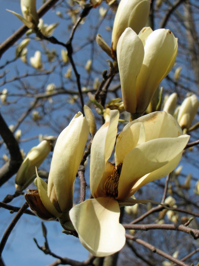 Magnolia Acuminata Elizabeth Single Stem - View 1 from www redcrocus com