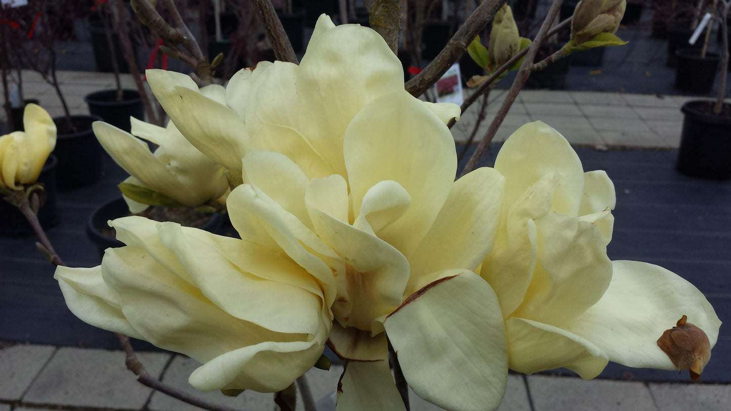 Magnolia Acuminata Elizabeth Single Stem - View 2 from www redcrocus com