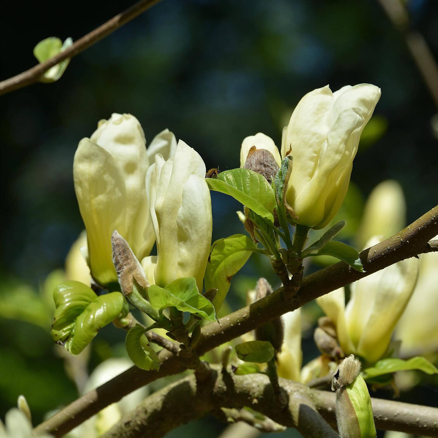 Magnolia Acuminata Elizabeth Single Stem - View 3 from www redcrocus com