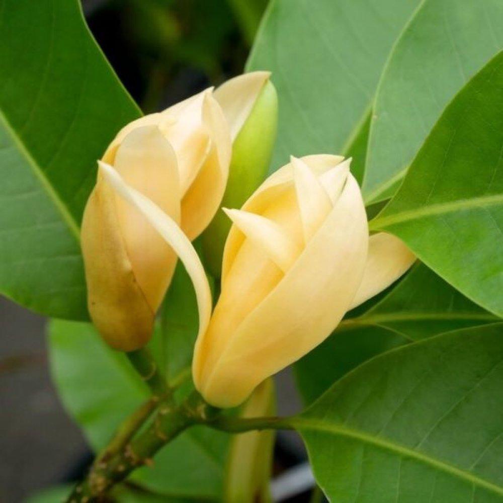 Magnolia Acuminata Elizabeth Single Stem - View 4 from www redcrocus com
