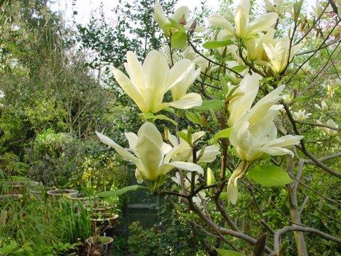 Magnolia Acuminata Elizabeth Single Stem - View 5 from www redcrocus com