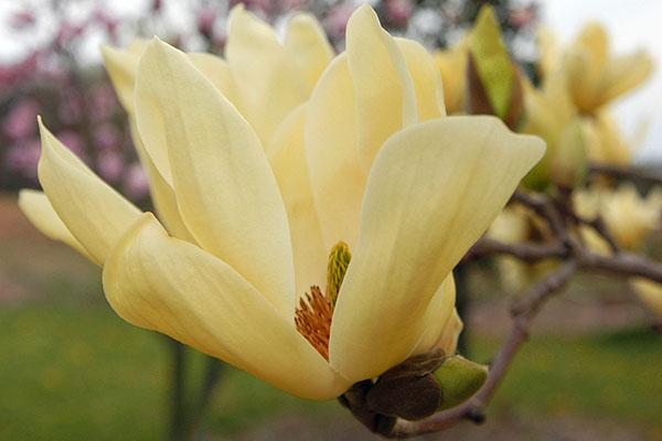 Magnolia Acuminata Elizabeth Single Stem - View 7 from www redcrocus com
