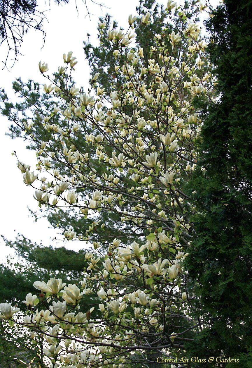 Magnolia Acuminata Elizabeth Single Stem - View 8 from www redcrocus com