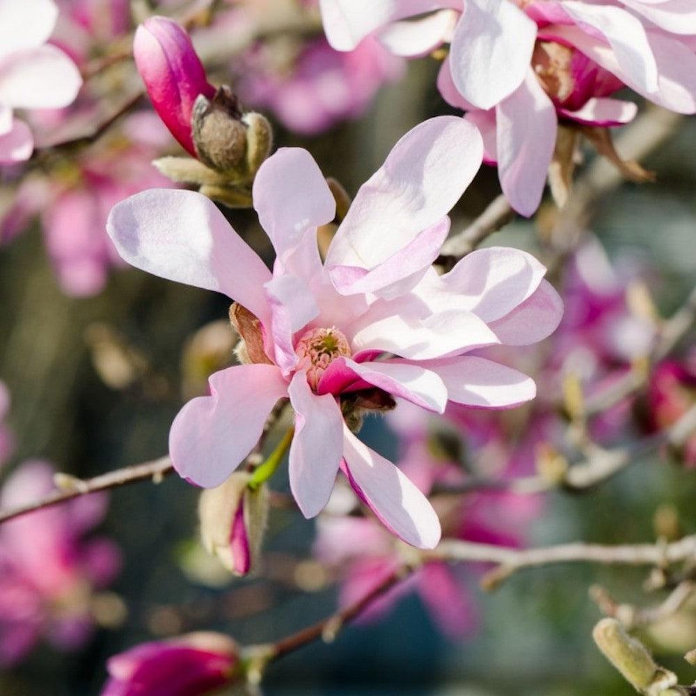Magnolia Loebneri Leonard Messel Single Stem - View 16 from www redcrocus com
