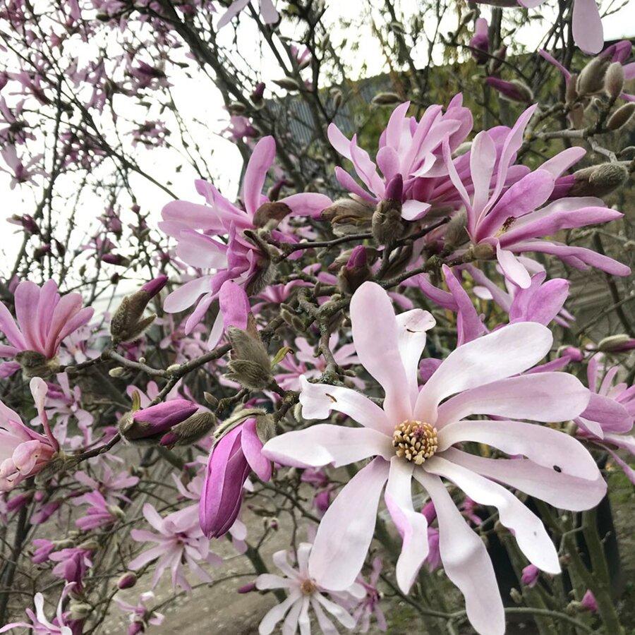 Magnolia Loebneri Leonard Messel Single Stem - View 17 from www redcrocus com