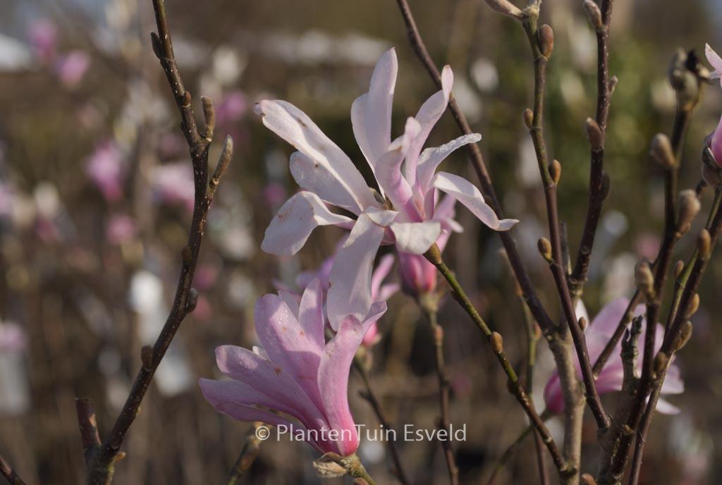 Magnolia Loebneri Leonard Messel Single Stem - View 18 from www redcrocus com