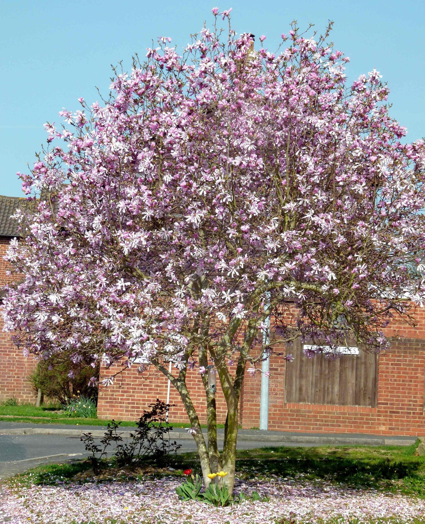 Magnolia Loebneri Leonard Messel Single Stem - View 1 from www redcrocus com
