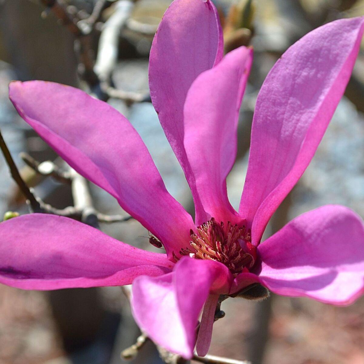 Magnolia Loebneri Leonard Messel Single Stem - View 2 from www redcrocus com