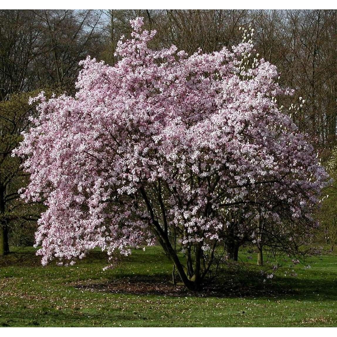 Magnolia Loebneri Leonard Messel Single Stem - View 3 from www redcrocus com