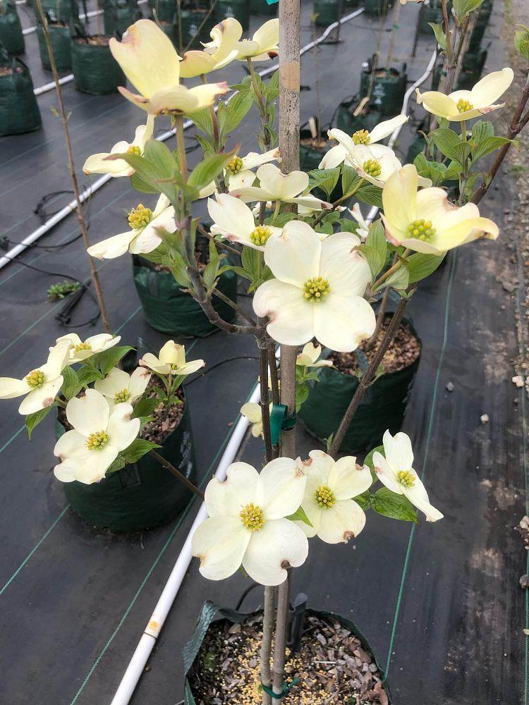 Cornus Florida Appalachian Joy Single Stem - View 9 from www redcrocus com