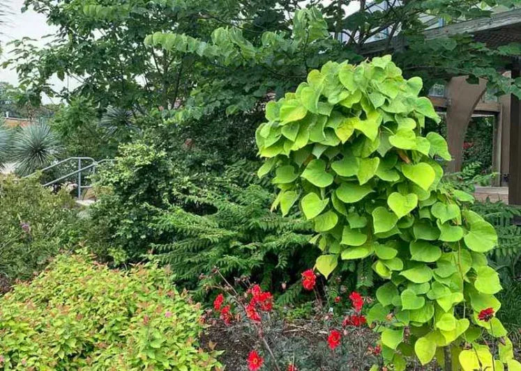 Cercis Canadensis 'golden Falls' Single Stem - View 11 from www redcrocus com