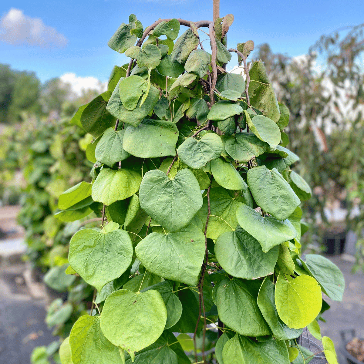 Cercis Canadensis 'golden Falls' Single Stem - View 14 from www redcrocus com