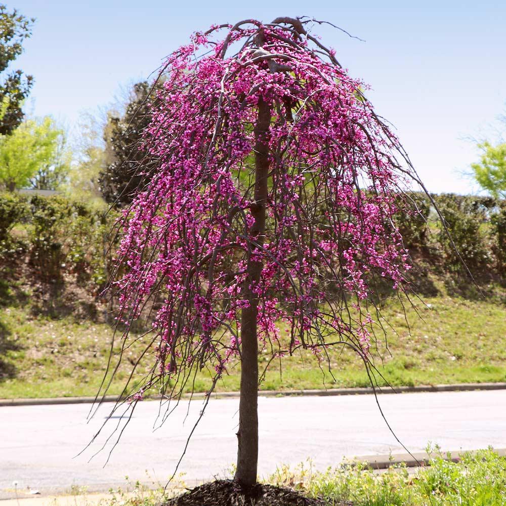 Cercis Canadensis 'golden Falls' Single Stem - View 16 from www redcrocus com