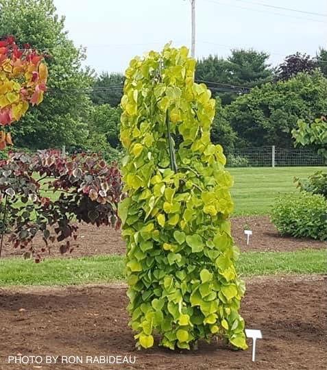 Cercis Canadensis 'golden Falls' Single Stem - View 18 from www redcrocus com