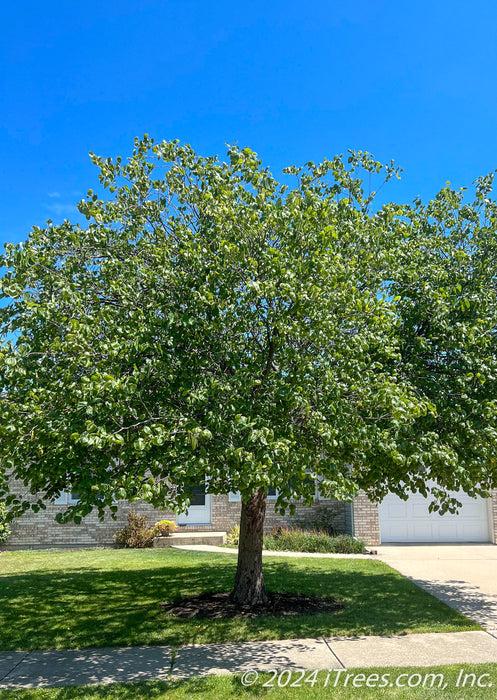 Cercis Canadensis 'golden Falls' Single Stem - View 19 from www redcrocus com