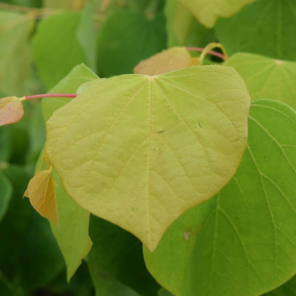 Cercis Canadensis 'golden Falls' Single Stem - View 25 from www redcrocus com