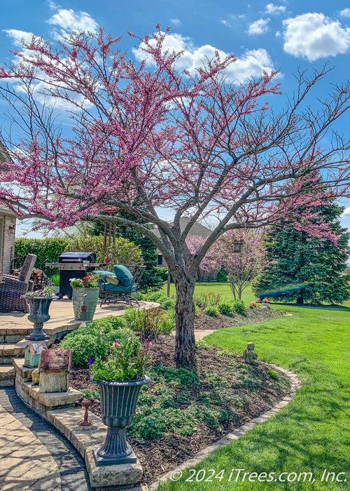Cercis Canadensis 'golden Falls' Single Stem - View 27 from www redcrocus com