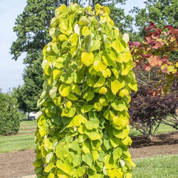 Cercis Canadensis 'golden Falls' Single Stem - View 28 from www redcrocus com