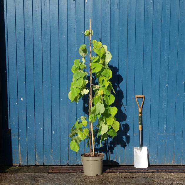 Cercis Canadensis 'golden Falls' Single Stem - View 3 from www redcrocus com
