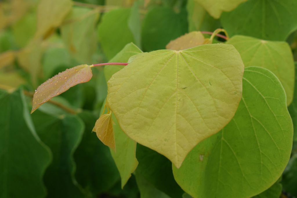 Cercis Canadensis 'golden Falls' Single Stem - View 4 from www redcrocus com