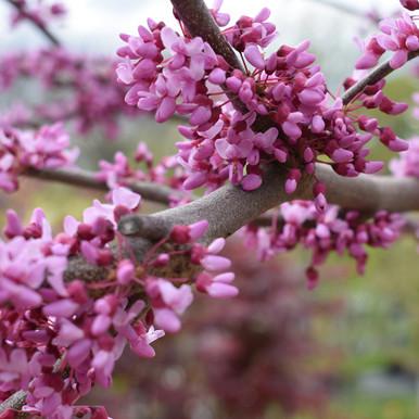Cercis Canadensis Northern Herald Single Stem - View 1 from www redcrocus com