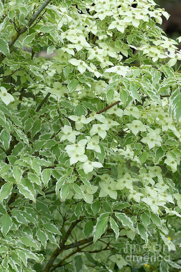 Cornus Kousa Samaritan Single Stem - View 18 from www redcrocus com