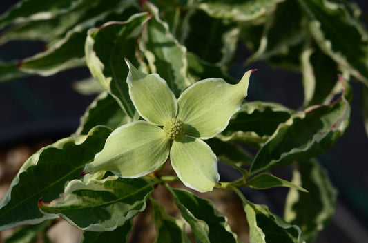 Cornus Kousa Samaritan Single Stem - View 1 from www redcrocus com