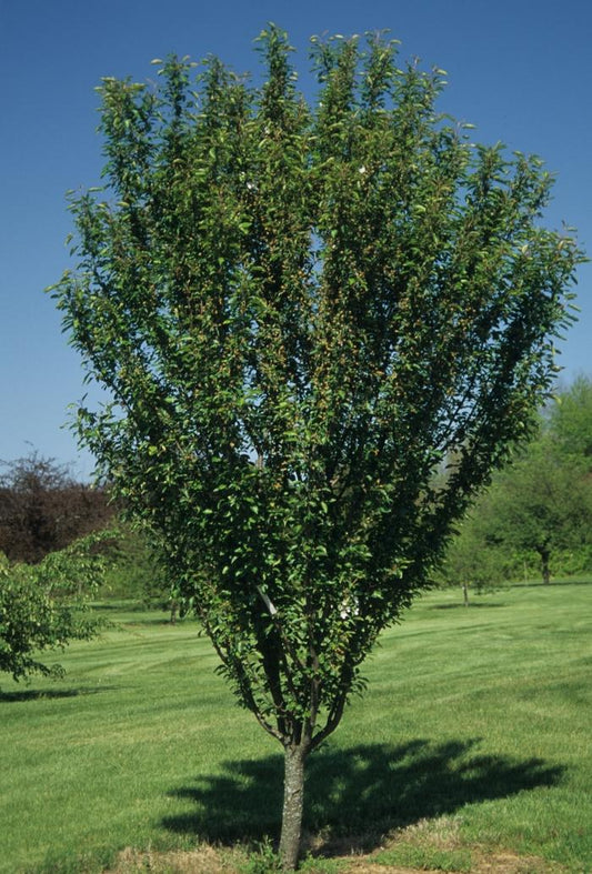 Malus Adirondack - View 10 from www redcrocus com