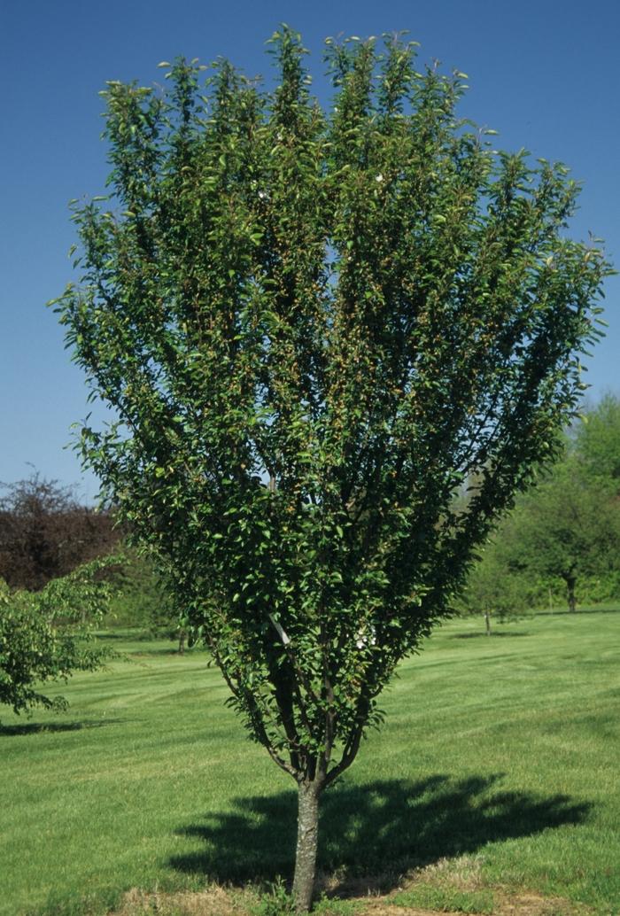 Malus Adirondack - View 11 from www redcrocus com