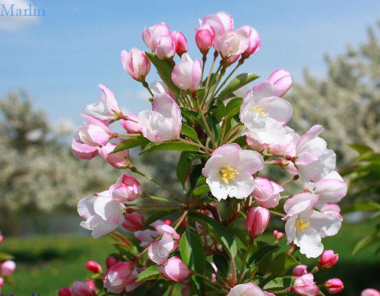 Malus Adirondack - View 12 from www redcrocus com