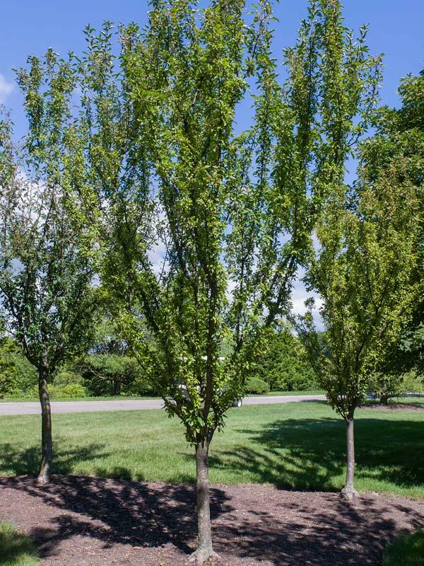 Malus Adirondack - View 13 from www redcrocus com